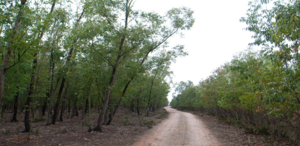 Bouskoura Forest